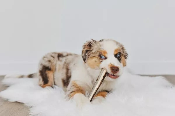 BENJI Afgeschuinde Hertengewei