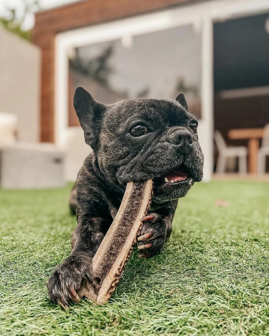 TOBY Gesneden Hertengewei