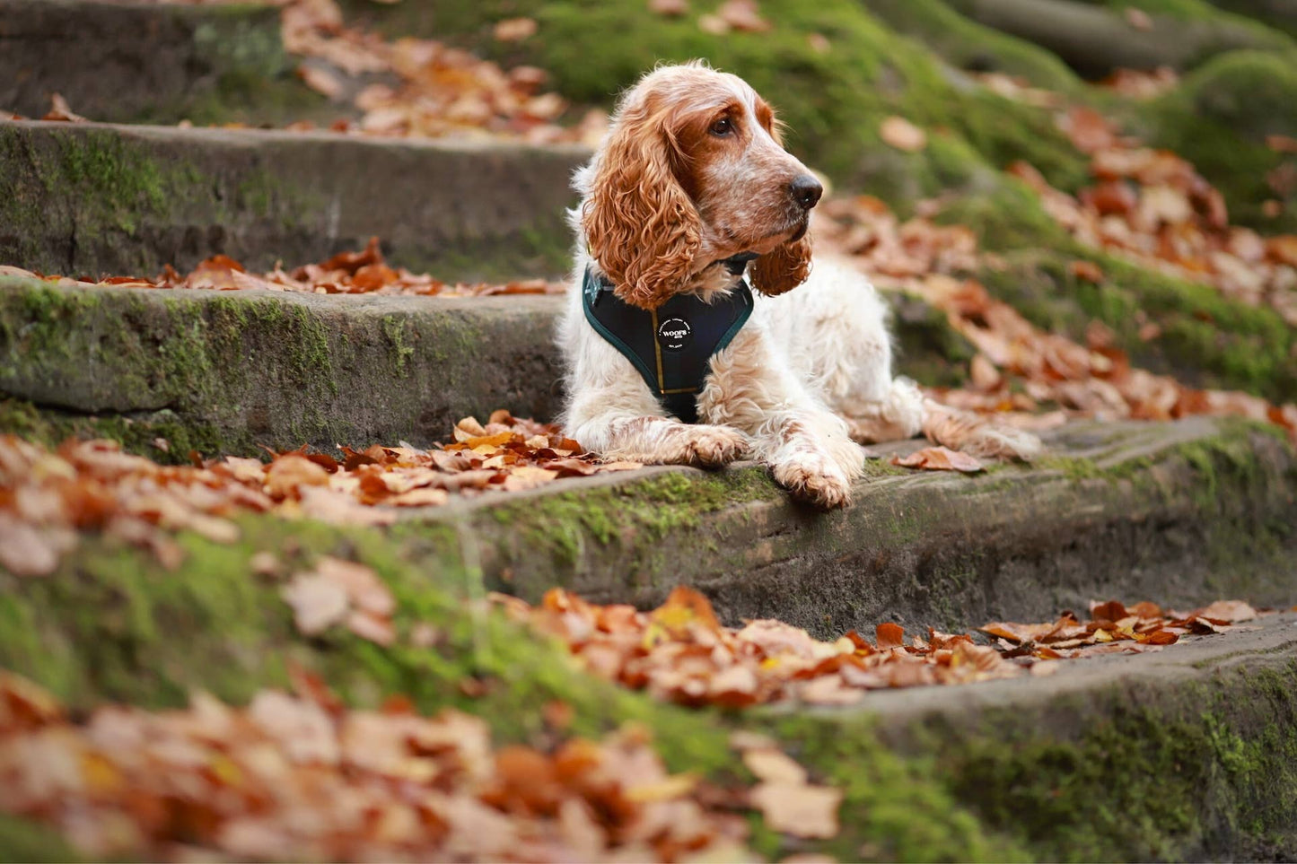 Harnas - Tartan Blauw/Groen Woof Collectie: XS