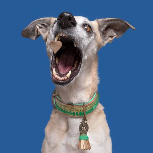 Hondenhalsband Party Animal | XXS 1.5 cm / 20-26 cm