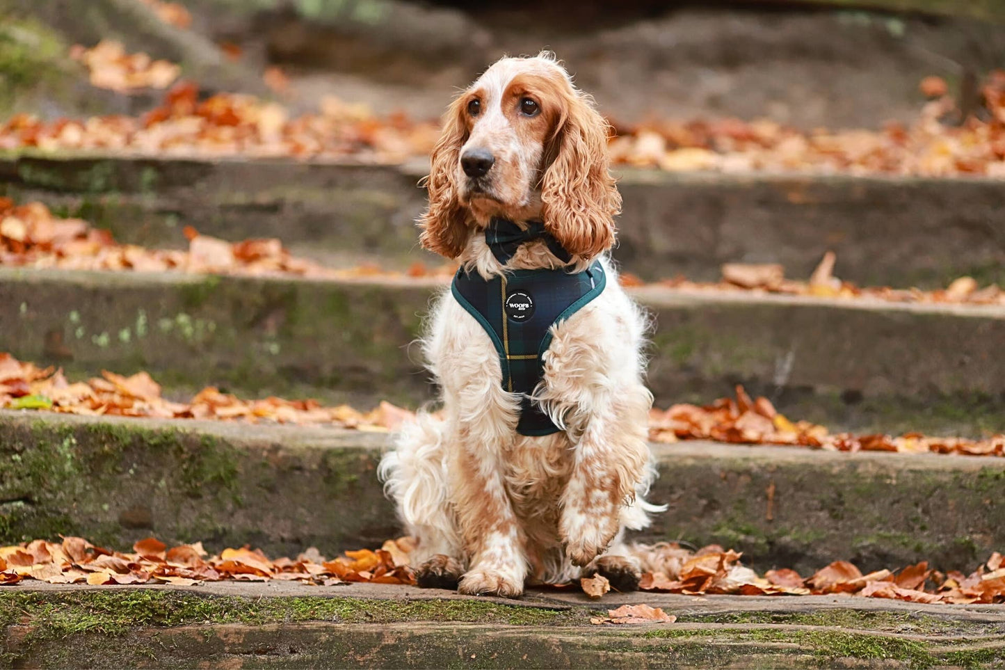 Halsband - Tartan Blauw Groen Woof Collectie - Halsband Tartan: Small