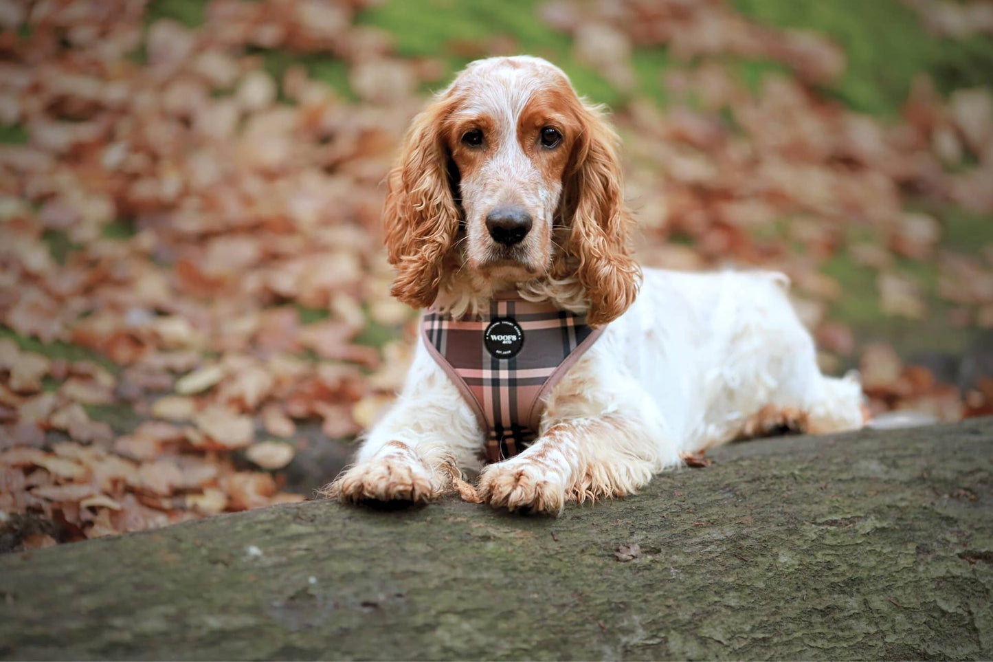 Harnas - Tartan Tan Beige Woof Collectie: Small