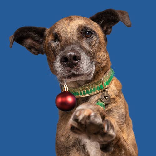 Hondenhalsband Party Animal | XXS 1.5 cm / 20-26 cm